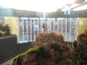 This fish is peering at the bubble columns beside the fish tanks at the Children's Department at the ACPL Main Branch.