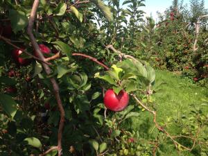Apple Orchard in New York State