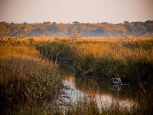 Marsh wildlife