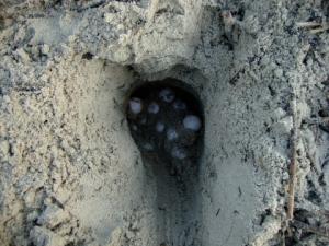 Loggerhead eggs