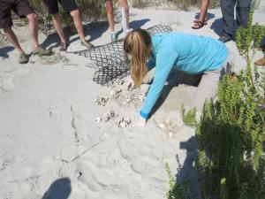 Little St. Simons Island nest excavation