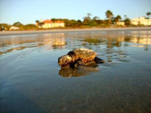 Loggerhead hatchling