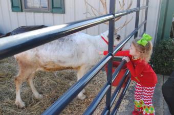 Live Reindeer Exhibit