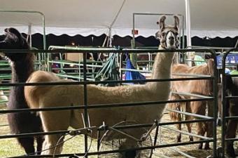 Allen County Fair