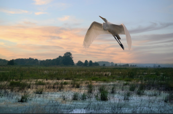 14th annual Marsh Madness Sandhill Crane Festival