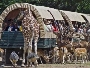 giraffe