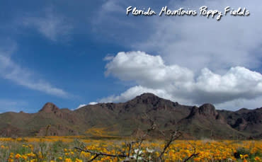 Florida Mountains Fields