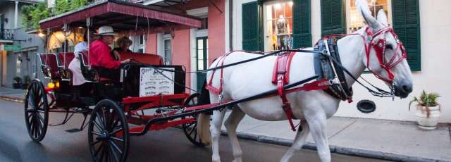 history and haunts carriage tour