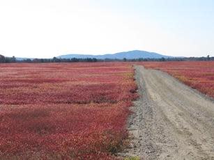 Dirt road