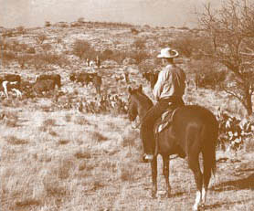 FW History Cattle