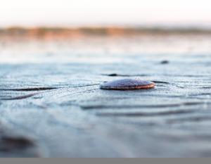 Sand dollar