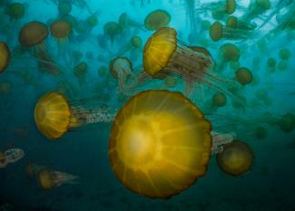 jellyfish