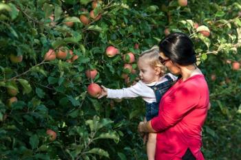 Flinchbaugh's POY Apples