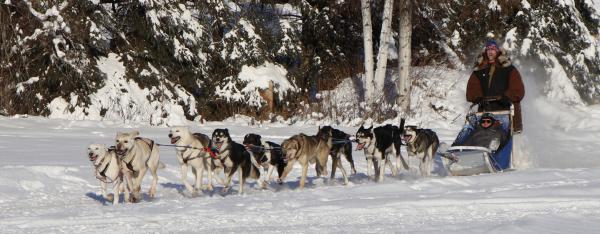 Dog Sledding at Paws for Adventure