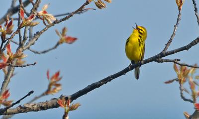 Prairie-Warbler-bird-credit-Indiana-Dunes-State-Park1