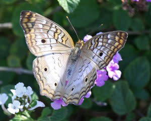 Photo of Butterfly at Wildflower Butterfly Habitat