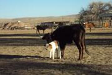 Grass Fed Criollo Beef Silver City