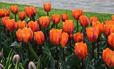 Albany Tulip Festival