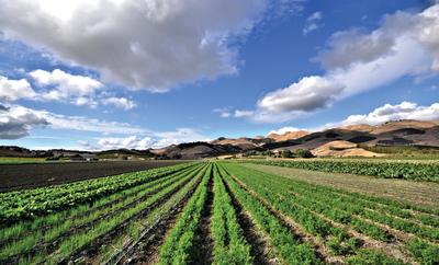 Talley Farms Vineyard in SLO CAL