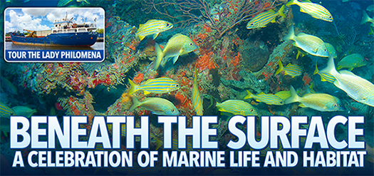 Learn more about Volusia County's artificial reef program!
