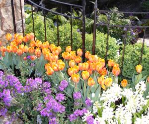 Flower and Garden