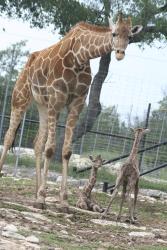 Giraffe with babies