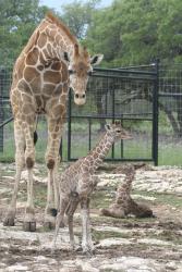 Giraffe with babies