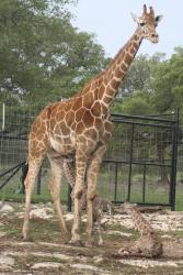 Baby giraffe nursing