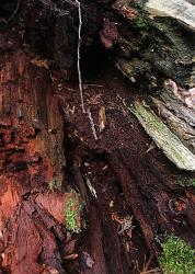 Decaying Log