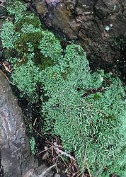 Lichens Moss