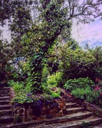 Zephaniah Farm Vineyard Garden- Loudoun County, VA