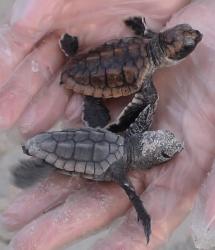 Baby sea turtles in hands