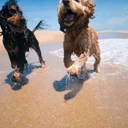 Dogs playing on the beach in The Outer Banks
