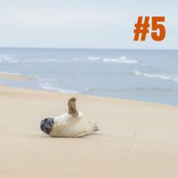 seals