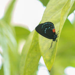 hershey-gardens-butterfly