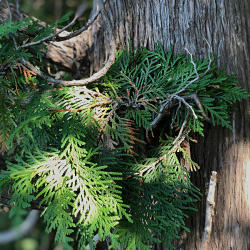 Trees of Sleeping Bear Dunes National Lakeshore