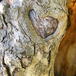 Trees of Sleeping Bear Dunes National Lakeshore