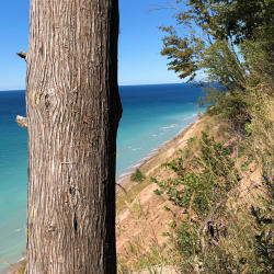 Unique Trees of the Sleeping Bear Dunes