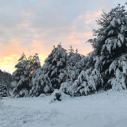 Winter Evergreens