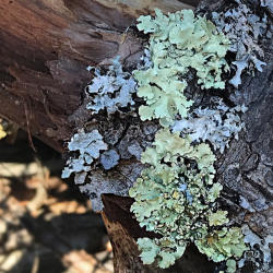 Lichens - a Fungi & Algae