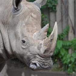 Rhino, Seneca Park Zoo, Rochester NY 