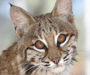 Bobcat Wildlife West