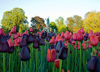 Washington Park tulips and King Memorial Fountain