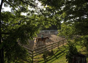 Horse - Fieldstone Farm