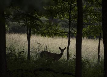 Douglas Graham Summer Doe