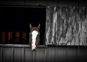 Horse in Barn