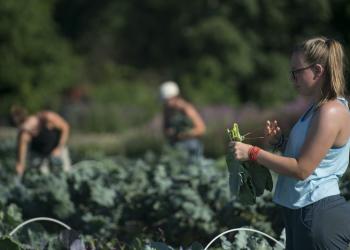 Douglas Graham Veggie Harvest