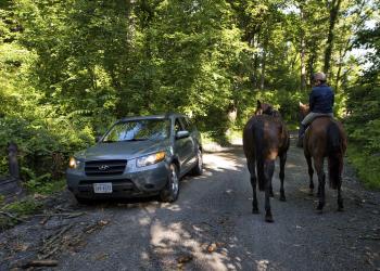 Horse - Western Loudoun