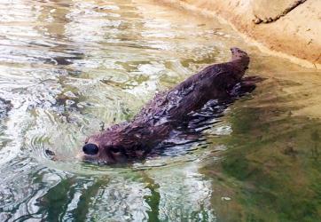playful otter at the Seneca Park Zoo in Rochester, NY 