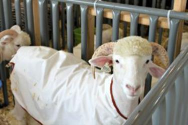 7 Things To See At The Hendricks County 4 H Fair
